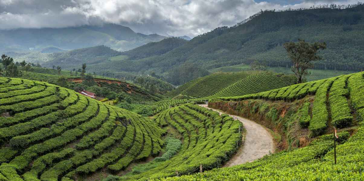 Kerala’s Lush Tea Estates (1)