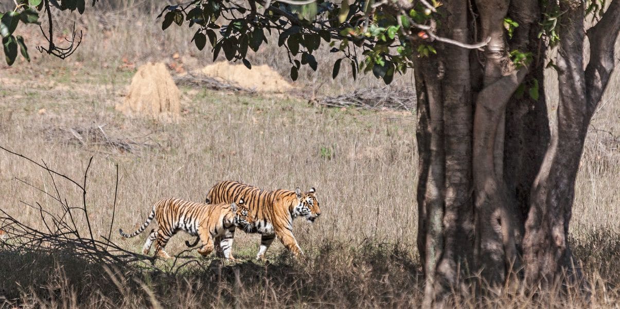 Kanha National Park madhya pradesh