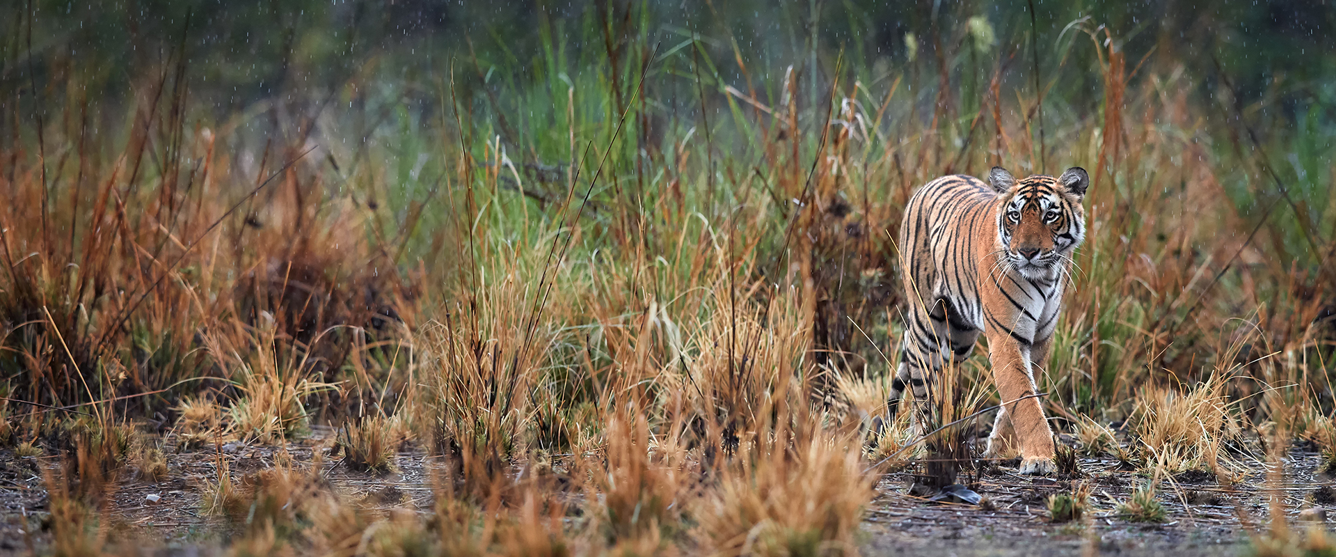 Ranthambore Tiger Tour: