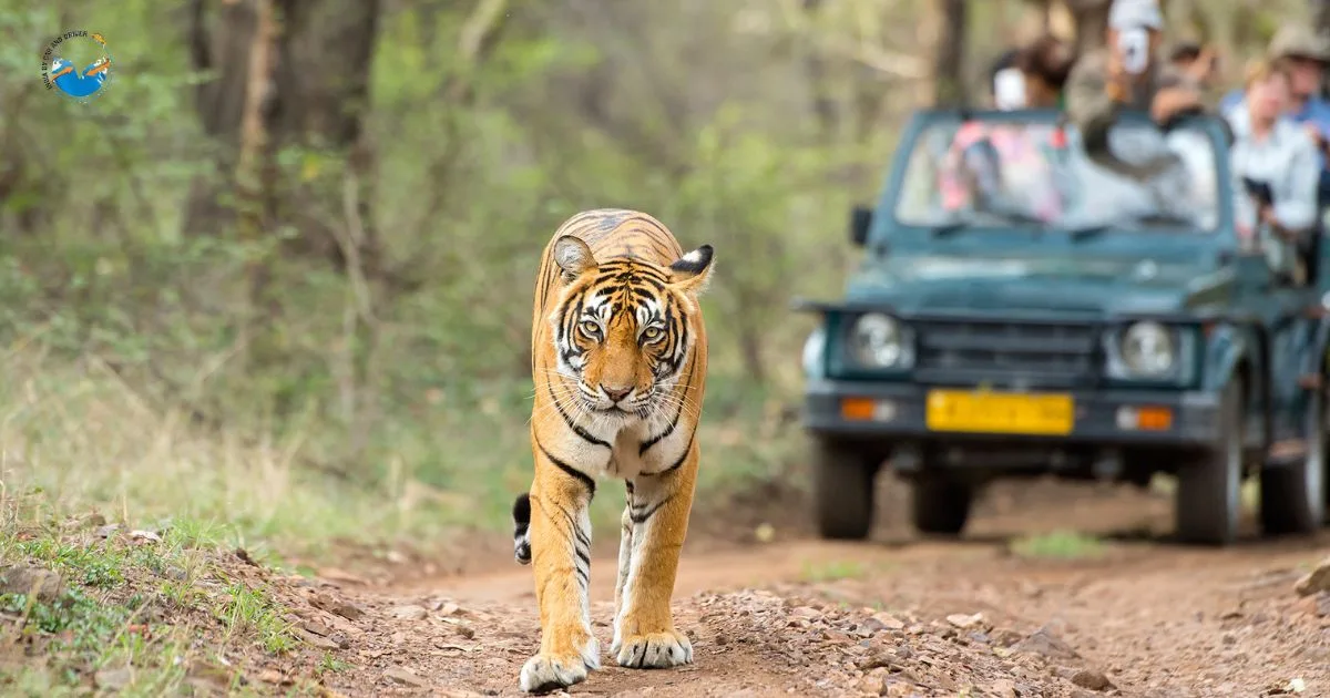 15 Incredible Places to See India Wildlife Tours