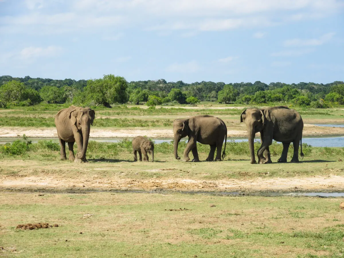 yala national park