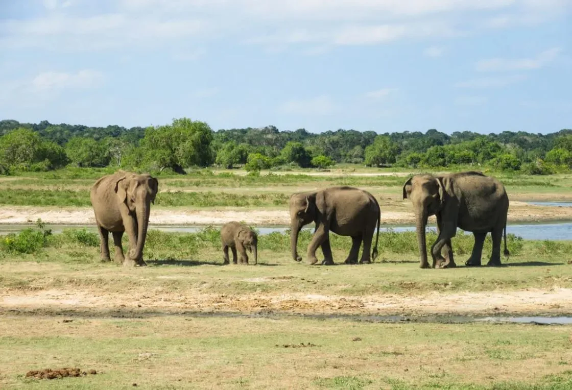 Experience Sri Lanka’s Natural Beauty: From Pristine Beaches to Wildlife Adventures